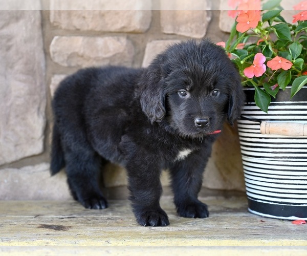 Medium Photo #8 Newfoundland Puppy For Sale in MILLERSBURG, OH, USA
