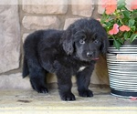 Small #7 Newfoundland