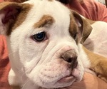 Puppy Eyes Olde English Bulldogge