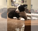 Small Photo #6 Border Collie Puppy For Sale in BOWLING GREEN, KY, USA