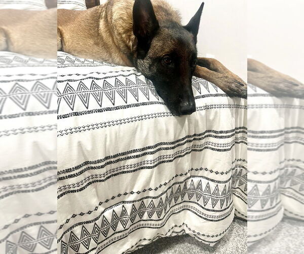 Medium Photo #2 Mutt Puppy For Sale in Imlay City, MI, USA