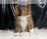 Puppy Rover AKC Pomeranian