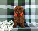 Small Photo #2 Poodle (Miniature) Puppy For Sale in NEW HOLLAND, PA, USA