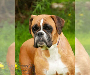 Mother of the Boxer puppies born on 04/08/2023