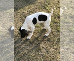 Small Photo #2 German Shorthaired Pointer Puppy For Sale in ARKANSAS CITY, KS, USA