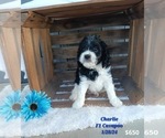Puppy Charlie Cavapoo