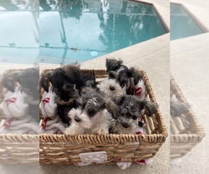 Schnauzer (Miniature)-Schnauzer (Standard) Mix Puppy for sale in BRANDON, FL, USA