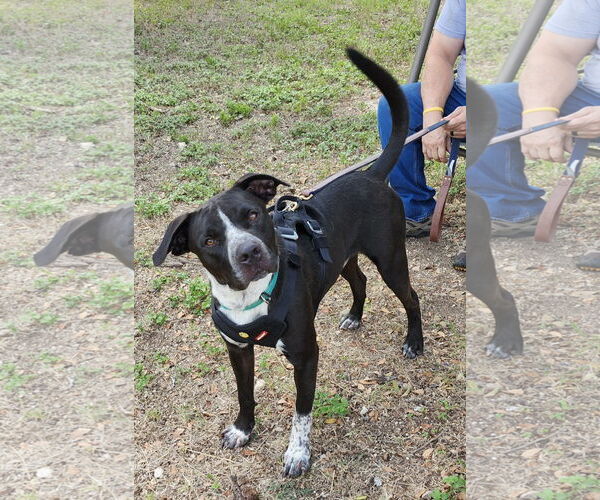 Medium Photo #3 Mutt Puppy For Sale in Bandera, TX, USA