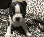 Small Boston Terrier