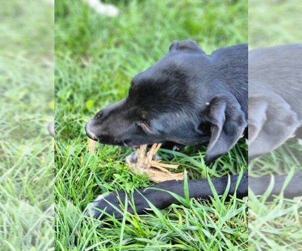 Medium Photo #2 Borador Puppy For Sale in Aurora, IN, USA