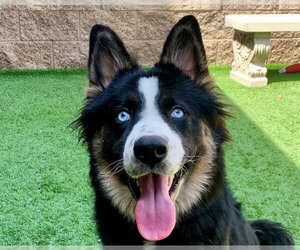 Border Collie-Unknown Mix Dogs for adoption in Moreno Valley, CA, USA