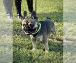 Small French Bulldog