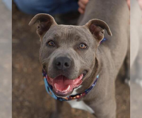 Medium Photo #1 American Staffordshire Terrier-Unknown Mix Puppy For Sale in San Antonio, TX, USA