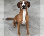 Small #6 Beagle-Redbone Coonhound Mix