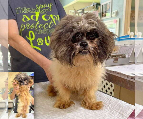 Medium Photo #1 Lhasa Apso Puppy For Sale in Benton, LA, USA