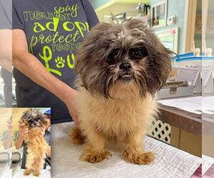 Lhasa Apso Dogs for adoption in Benton, LA, USA