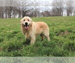 Small Photo #5 Golden Retriever Puppy For Sale in JONES, MI, USA