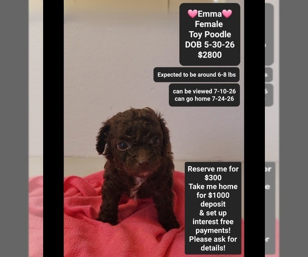Medium Photo #1 Poodle (Toy) Puppy For Sale in TUCSON, AZ, USA