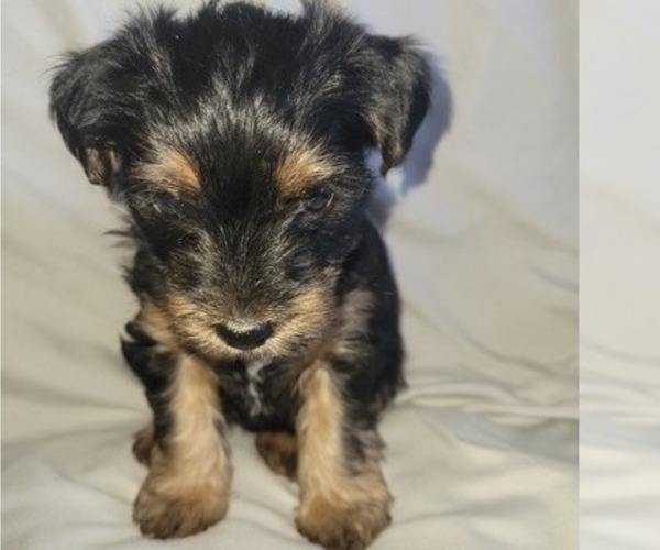 Medium Photo #13 Yorkshire Terrier Puppy For Sale in NORTHGLENN, CO, USA