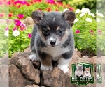 Puppy Daisy tri bluie Pembroke Welsh Corgi