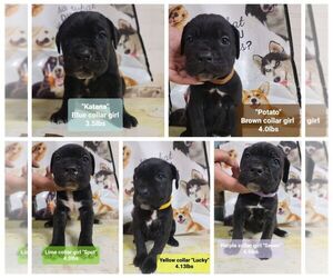 Cane Corso Puppy for sale in WINDSOR MILL, MD, USA
