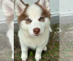 Pomsky Puppy for sale in KISSIMMEE, FL, USA