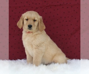 Golden Retriever Puppy for sale in FREDERICKSBURG, OH, USA