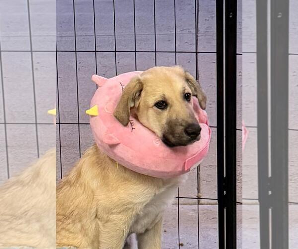 Medium Photo #6 Anatolian Pyrenees Puppy For Sale in Overland Park, KS, USA