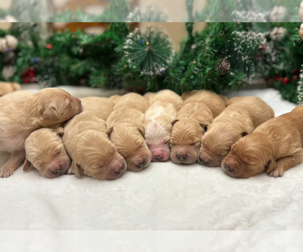 Medium Photo #12 Golden Retriever Puppy For Sale in CERES, CA, USA