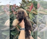 Small Photo #1 Labradoodle Puppy For Sale in KISSIMMEE, FL, USA