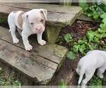 Small #2 American Bulldog