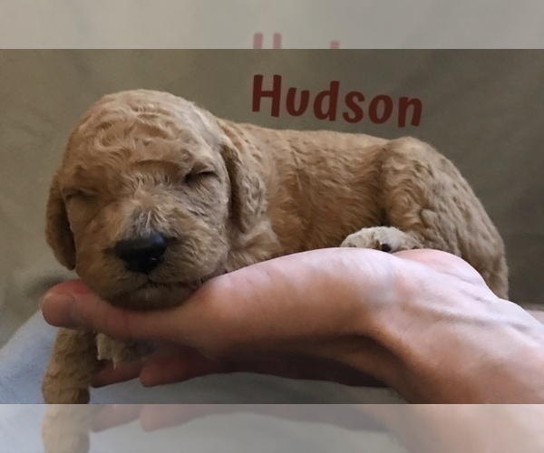 Medium Photo #4 Goldendoodle Puppy For Sale in FOREST PARK, IL, USA