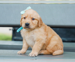 Small #2 Golden Retriever