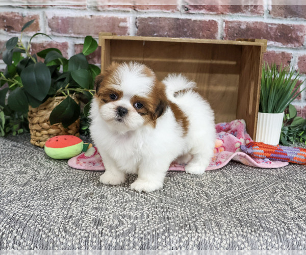 Medium Photo #1 Shih Tzu Puppy For Sale in SYRACUSE, IN, USA
