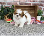 Small Shih Tzu