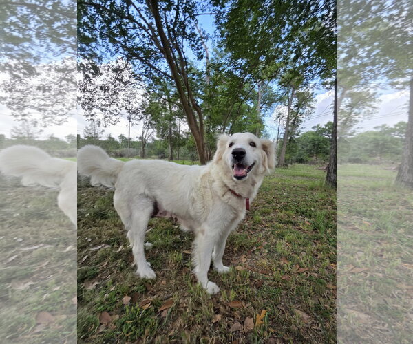 Medium Photo #2 Great Pyrenees Puppy For Sale in Spring, TX, USA