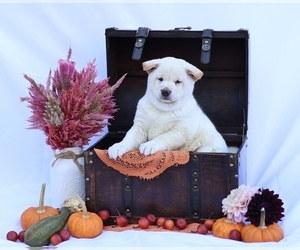 Shiba Inu Puppy for sale in PLATTEVILLE, WI, USA