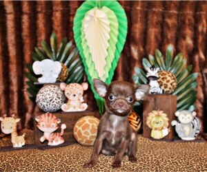 Medium Chihuahua