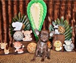 Puppy Skeeter Chihuahua