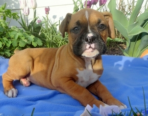 Boxer Puppy for sale in MOUNT JOY, PA, USA