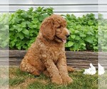 Small Photo #6 Labradoodle-Poodle (Standard) Mix Puppy For Sale in LEOLA, PA, USA