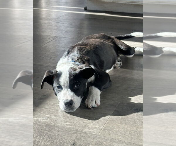 Medium Photo #4 Labrador Retriever-Unknown Mix Puppy For Sale in Lakewood, CO, USA