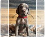 Small Photo #7 Weimaraner Puppy For Sale in PORTER, MN, USA