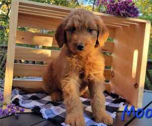 Goldendoodle Puppy for sale in ELKTON, VA, USA