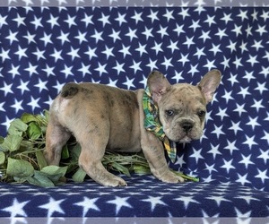 French Bulldog Puppy for sale in QUARRYVILLE, PA, USA