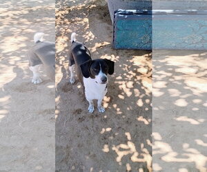 Mailo - Male Beagle-Unknown Mix Dog for Adoption - Photo #2