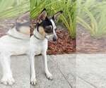 Small #4 Rat Terrier Mix