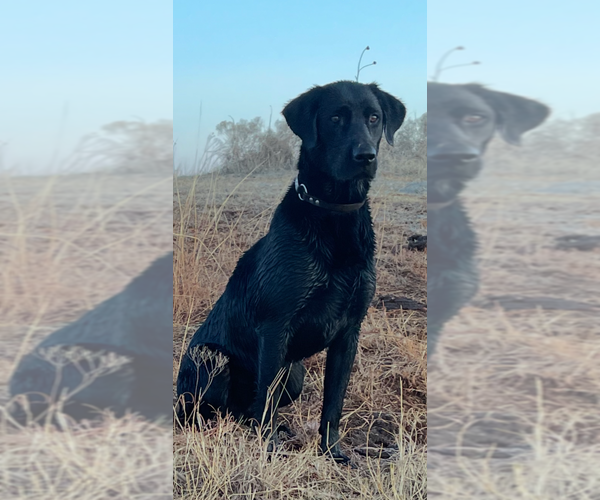 Medium Photo #1 Labrador Retriever Puppy For Sale in EDMOND, OK, USA