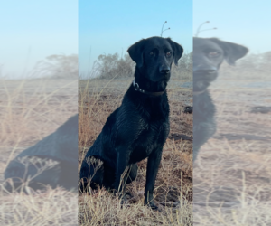 Father of the Labrador Retriever puppies born on 05/24/2026