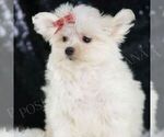 Small Photo #17 Maltese Puppy For Sale in WARSAW, IN, USA